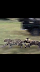 368K views · 4.1K reactions | Leopard Narrowly Escapes Wild Dog Attack - Great Plains Conservation!!! ...#followers #short #ad #viralshorts #highlights #nature #facebookreels #wildlife #safari #foryou #foryouシ #reelsfb #hunting #FacebookPage #fighter #animals #shorts #viralvideo #shortvideo #wedding #leopard #youtubeshorts #shortvideofbreels #shortsvideos #reelsinstagram #realmadrid #foryoupageシ #viralreelschallenge #amazingvideo | Tigs Animals | Facebook