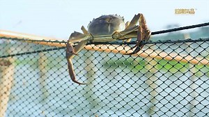 超集有品 大闸蟹 品牌宣传片