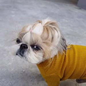 193K views · 3.5K reactions | The perfect ponytail  IG: imjolting | Shih Tzu | Facebook