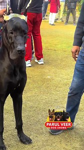 Black Great Dane At dehli Show 2025 #den #denpuppy #danepuppy #danedoge | Parul Veer