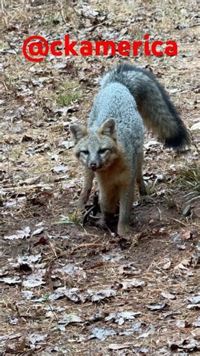 Grey Fox on a flat set #shorts #trapper #wildlife #nature @CKAMERICA