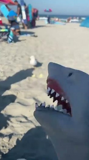 SHARK PUPPET ATTACKS SEAGULL!!!!!