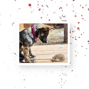 8.2K views · 202 reactions | Meet the winners of our 2021 Calendar Casting Call! Pick up the calendar in support of Lions Foundation of Canada Dog Guides in our stores this fall: https://canada.pgtb.me/FgbFgt | Pet Valu | Facebook