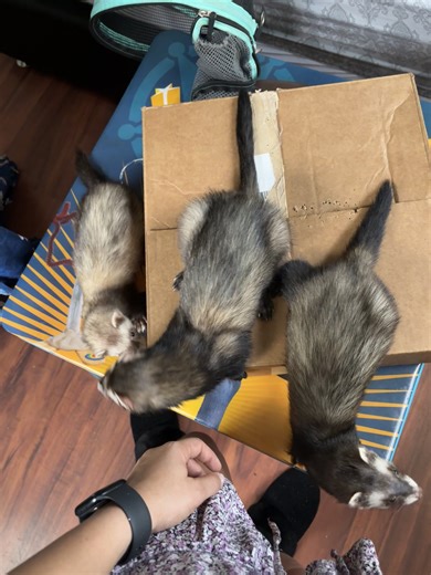 Discover the Joy of Ferrets as Pets