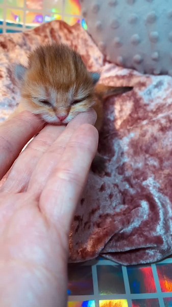 Little Princess Moments with Adorable Kittens