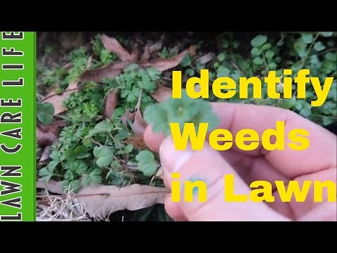 Weed Identification in Lawn - Cool Season Weeds