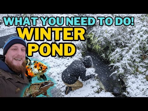 Start the Year Right: Essential Garden Pond Tips!