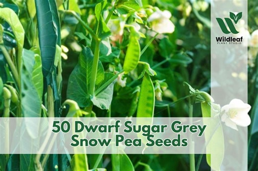 50 Dwarf Sugar Grey Snow Pea Seeds for Planting - Etsy