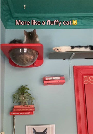 Discover the Fun of a Transparent Cat Bowl