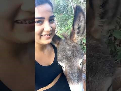 Pure Love! The World's Most Affectionate Donkey