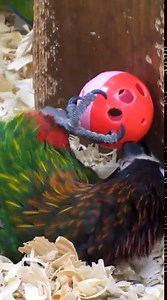 65K views · 7K reactions | Good morning #Birds & #Nature! Scarlet tanager singing (Piranga olivacea) The scarlet tanager is a medium-sized American songbird. | BIRDS & Nature | Facebook