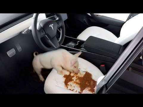 Feeding my Pig Slop in my New Tesla