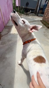 We can finally say that our precious 💛Binky💛 is the happy and healthy doggo we’ve been fighting so hard for! 😭😭😭 Thank you to everyone who helped us help her - we see you! 🫶🏼 PS - She is almoooost ready to find a forever home! 🥺🏡 #kittyandpuppyhaven #adoptdontshop #wechangetheirdestiny #rescuesaveslives #grateful #rescuedog #rescuedogsrock #doglover #cutedog #happydog #weloveoursupporters | Kitty and Puppy Haven