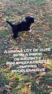 Mini sheepadoodle puppies ready for homing. A whole Lotta cute with a pinch of naughtiness also called playfulness. These babies have historically come in under 25 pounds mild mannered best in class DM doodles4love for info on homing one of these darling she could doodle puppies.#sheepadoodle, #microsheepadoodle, #sheepdog, #responsibleBreeder, #healthtested, #minisheepadoodle, #puppy, #dog, #sheepdogmix, #dog #dogbreed, #microSheepadoodle, #miniaturesheepadoodlepuppy, #f1bmicrosheepadoodle, #mi