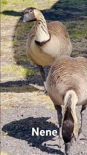 Hawaii’s State Bird in Maui - Nēnē.