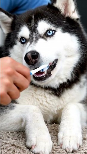 ASMR Husky Massage 😴 | Relaxing Spa Care Until He Falls Asleep