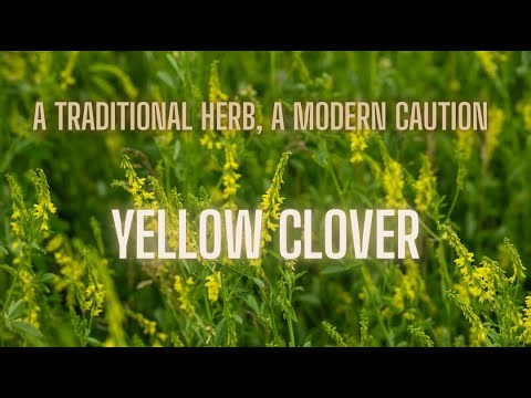 This Common Roadside "Weed" Was Once Powerful Medicine