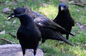 These crows deliver gifts to a little girl who has been feeding them for the past four years, giving new meaning to the phrase "token of appreciation." (via Earthables and u.pw/2fCvPf5) | Upworthy