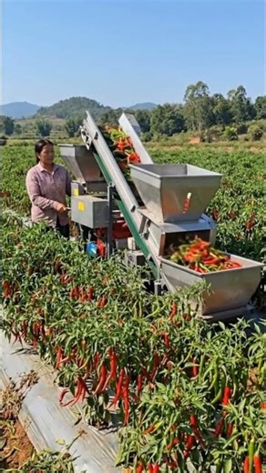 AI robot girls planting machine chilli #robot #vlog #drone #indian #trending #shots