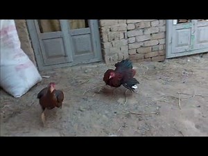 Chicken mating sound | Rooster hen mating | Chatter birds