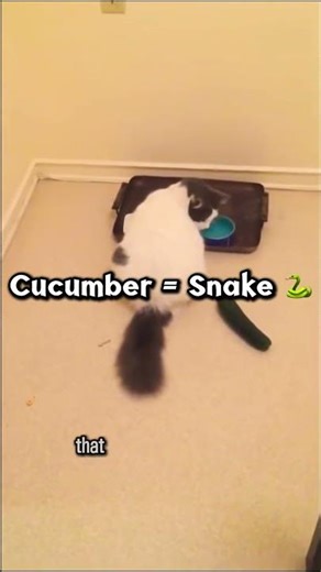 The Cucumber Trap is NOT Funny 🥒🚫 #shorts #cat