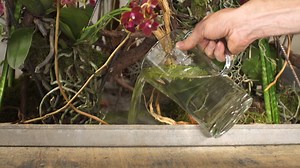 Enjoy, sit back, and visit this Orchid mini garden that is created here! A bit technical but more just a very natural, organic atmosphere is created here with different orchids... What do you create with your orchid plants? we are curious.... Inspire yourself and others... | We all are the FlowerFactor.