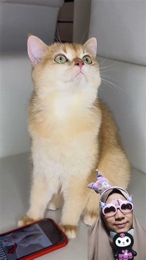 aku kira kakak adalah mama ku #cat #funny #ciciivachannel