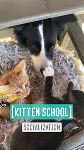 44K views · 4.2K reactions | Socialization -- Kitten School (Q&A in...