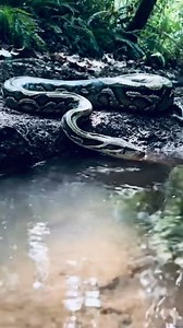 74 reactions | Python Notices Something Circling in the Water — Suspenseful Wild Moment #wildlife #aianimals #animals | Wild Animals Talk | Facebook