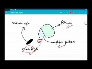Neurology - Extrapyramidal system