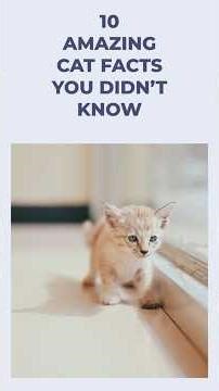 10 Amazing Cat Facts You Didn’t Know 🐱✨ | Cute & Surprising Facts
