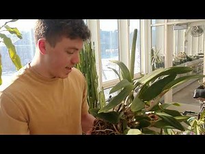 How To Divide and Repot Orchids