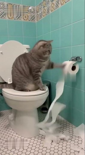 This Cat Uses the Toilet Better Than Me! 😂🚽 #FunnyCatVideo #CatLOL