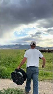 Bison herd standing ready, the calm before the move #montana #ranch