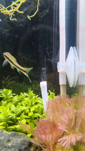 DIY CO2 defuser with DIY CO2 🫧#youtube #youtubeshorts #co2generator #aquascapegallery #aquarium