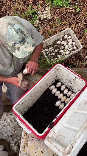 70K views · 672 reactions | Mr. Daniel Edgar is part of the alligator...