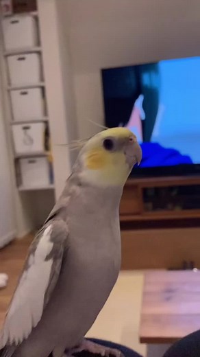 Understanding Cockatiels: The Friendly Feathered Companions
