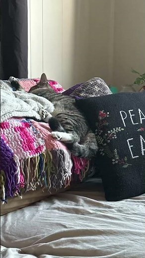 gotcha day 🤭 #anniversary #1year #gotchaday #catmom #boycats