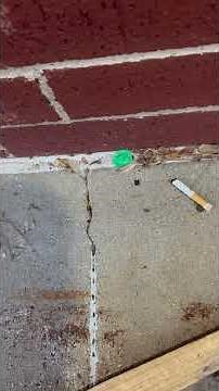 Top of the Mornin', "Montego." You've just been AI'd in Texas (prototype). "Green Light"