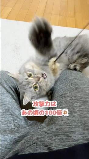 猫じゃらしのおすすめの遊び方w #マンチカン #猫のいる暮らし #猫
