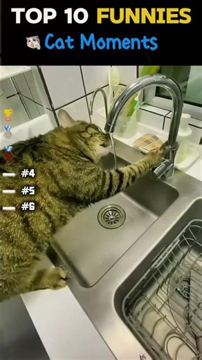 FUNNIEST DOG EATING #funny #fyp #viral #fypシ#top