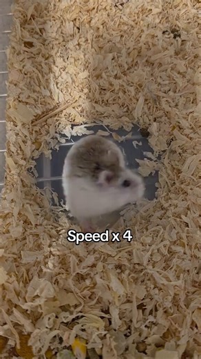 Tweets Of Hamster (@TweetsOfHamster) on X