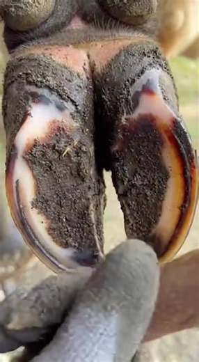 Expert Hoof Cutting Techniques for Optimal Horse Care