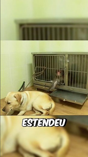 The monkey was alone… #curiosities #amazing #animal