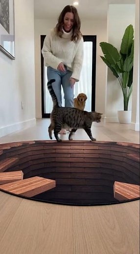 Dog vs. Optical Illusion Hole Rug 😂 The Cat Couldn't Care Less! #cat #funny
