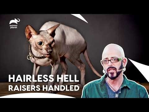 From Phantom Cats To Hairless Havoc Resolved | My Cat From Hell S7 E7,5,2 | Animal Planet