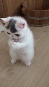 57K views · 495 reactions | Happy Animals on Reels | Facebook