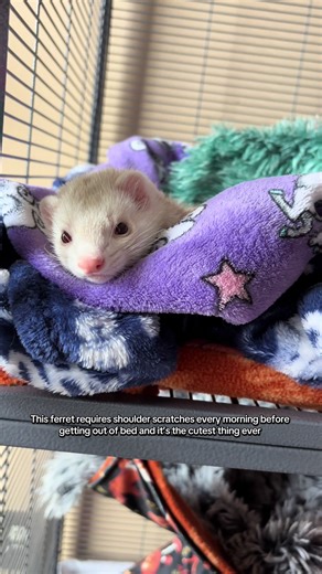 Adorable Ferret Face Gets All the Attention
