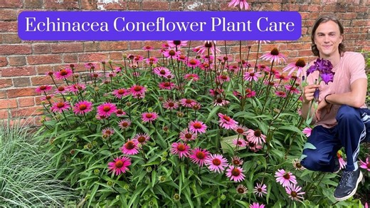 Echinacea coneflower plant care - growing instructions from season to season