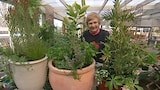 A Potted Garden - Gardening Australia
